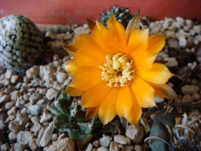 Mediolobivia einsteinii v. Atrospinosa (2) [320x200].JPG