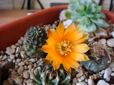 Mediolobivia einsteinii v. Atrospinosa [320x200].JPG