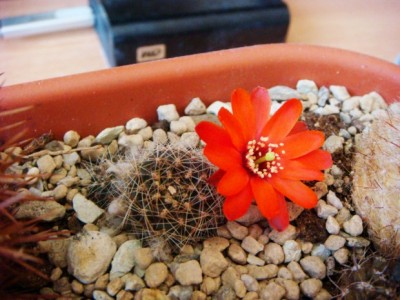 Mediolobivia brachyantha WR 297 A(Rebutia steinmannii ) [320x200].JPG
