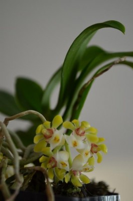 Gastrochilus Japonicus.JPG