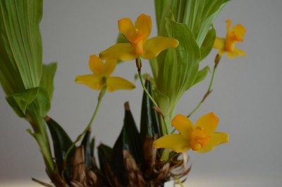 Lycaste aromatica.JPG