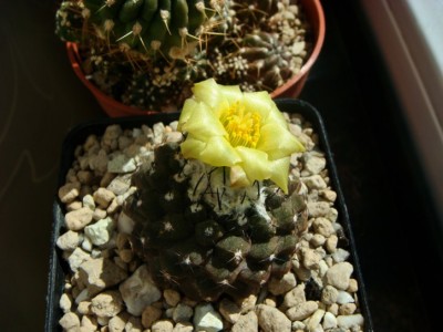 Copiapoa tenuissima [320x200].JPG