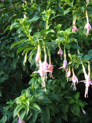 fuchsia3.jpg