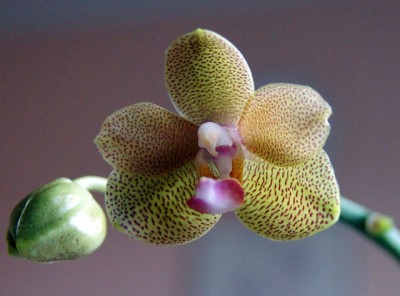 phal.JPG