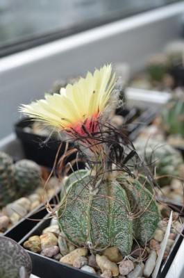 Astroph. capricorne1.JPG