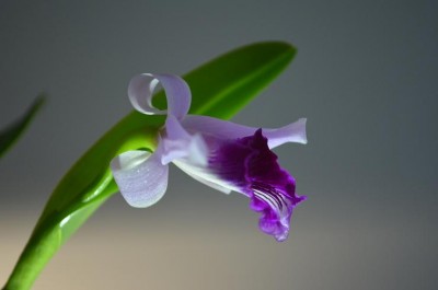 Laelia dayana.JPG