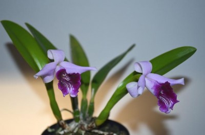 Laelia dayana1.JPG