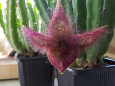 stapelia1.jpg