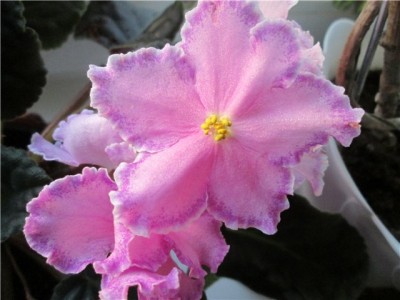 L. Lady flower 1.jpg