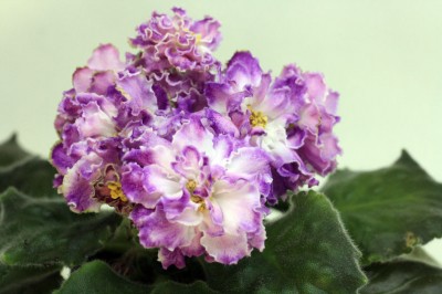 - Гранд Отель.jpg