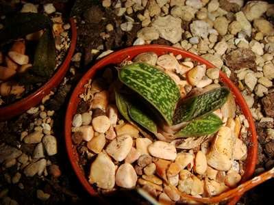 Gasteria cv Little Warty (2) (Copy).JPG