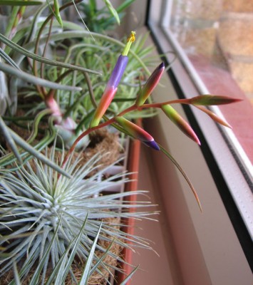 t.fuchsii.jpg