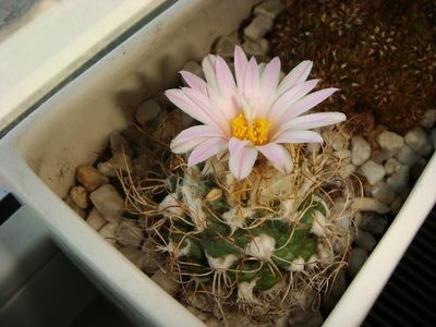 Turbinicarpus Pseudomacrochele (2) (Copy).JPG