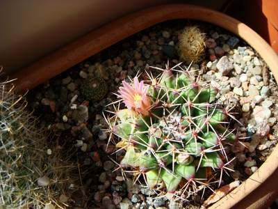 Mammillaria Melanocentra (Copy).JPG