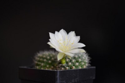 Rebutia Rose of York.JPG