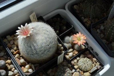 Mamm+rebutia.JPG