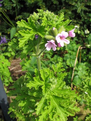 geranium_blooms_sm.jpg