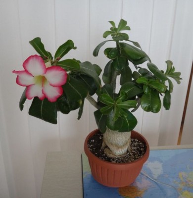 adenium full.jpg