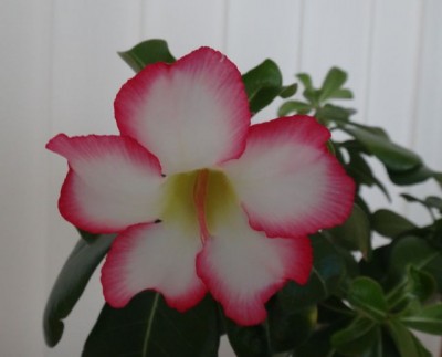 adenium.jpg