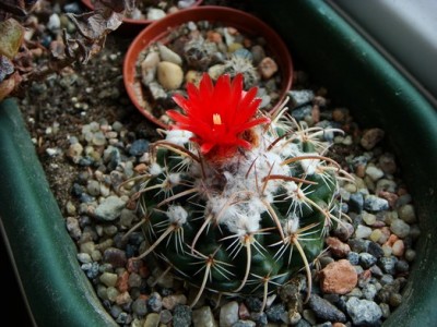 Parodia Otuyensis (2) (Copy).JPG