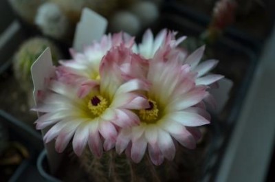 Notocactus rutilans 2.jpg