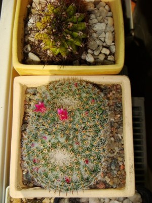 Mammillaria Standleyi (Copy).JPG