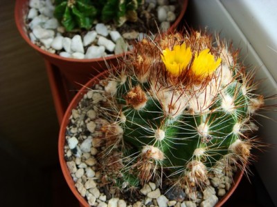 Parodia Comosa FR111 (2) (Copy).JPG