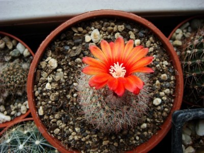 Parodia Sanguiniflora FR931 (2) (Copy).JPG