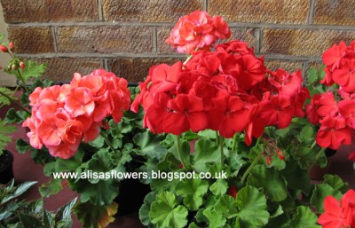 pelargonium_xs.jpg