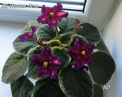 -Летняя Ночь  01.jpg