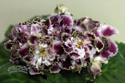 -Герцогиня Люкс.jpg