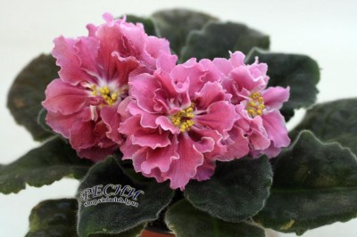 -Знатная Дама.jpg