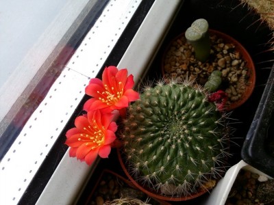 Rebutia Minuscula (Copy).jpg