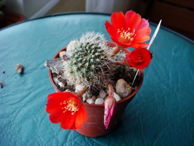 Rebutia Spegazziniana LT 327 (Copy).JPG