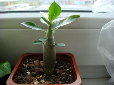 Adenium Obesum Mermaid (Copy).JPG