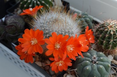 rebutia.jpg