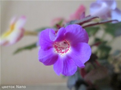 Nano цветок.jpg