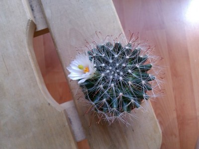 Mammillaria Zephyranthoides (Copy).jpg