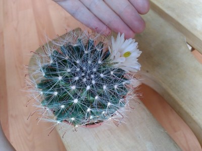 Mammillaria Zephyranthoides (2) (Copy).jpg