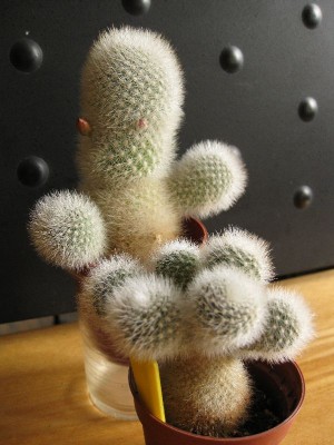 AYLOSTERA muscula.jpg