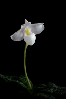 paph.delenatii alba small.jpg