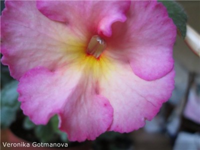 Veronika Gotmanova цветок.jpg