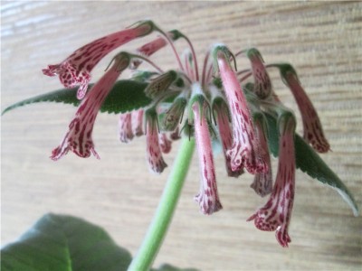 S. piresiana. flower 2.jpg.jpg