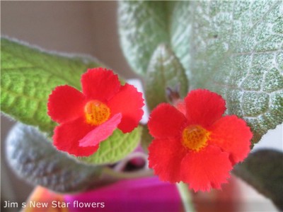 Jim s New Star flowers.jpg