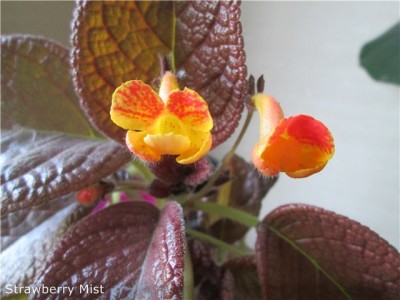 Strawberry Mist Flowers.jpg