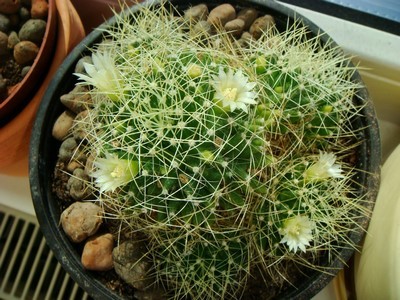 Mammillaria Decipiens (Copy).JPG