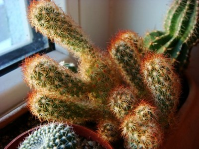 Mammillaria elongata (Copy).JPG