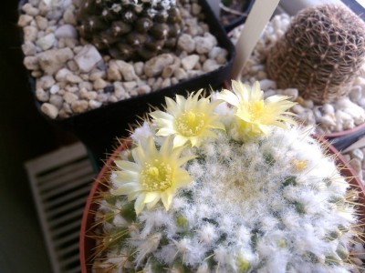 Mammillaria Marksiana (3) (Copy).jpg