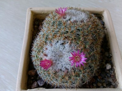 Mammillaria Standleyi (Copy).jpg