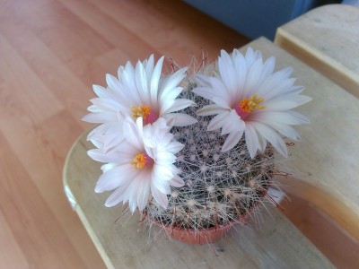 Mammillaria Zephyranthoides (Copy).jpg